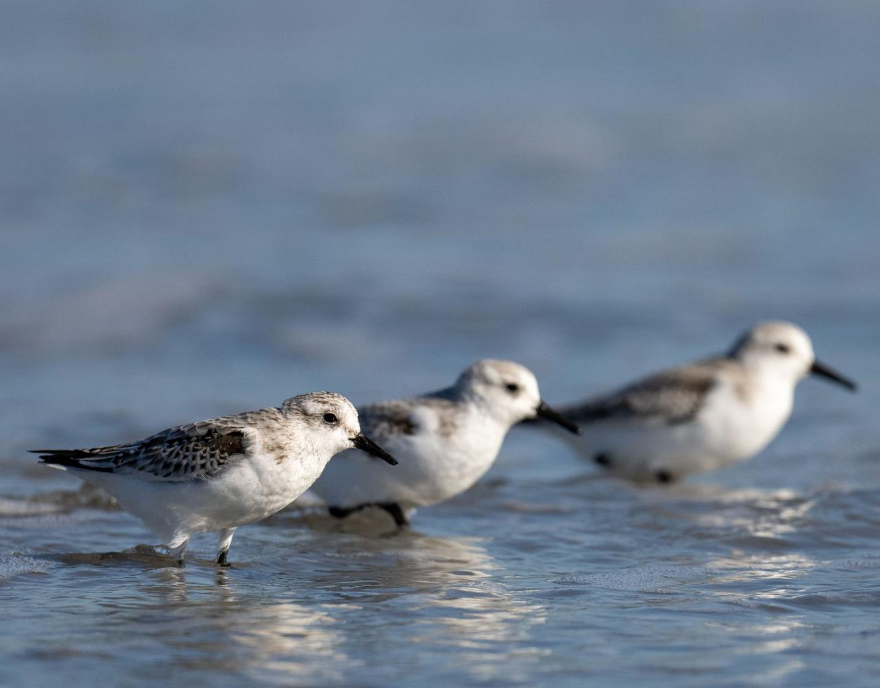 Birding New Jersey, Bird watching Cape May, Cape May New Jersey, Nature Tour, Naturalist Journeys, Wildlife Tour, Wildlife Photography, Ecotourism, Specialty Birds, Birding Hotspot, Endemic Birds