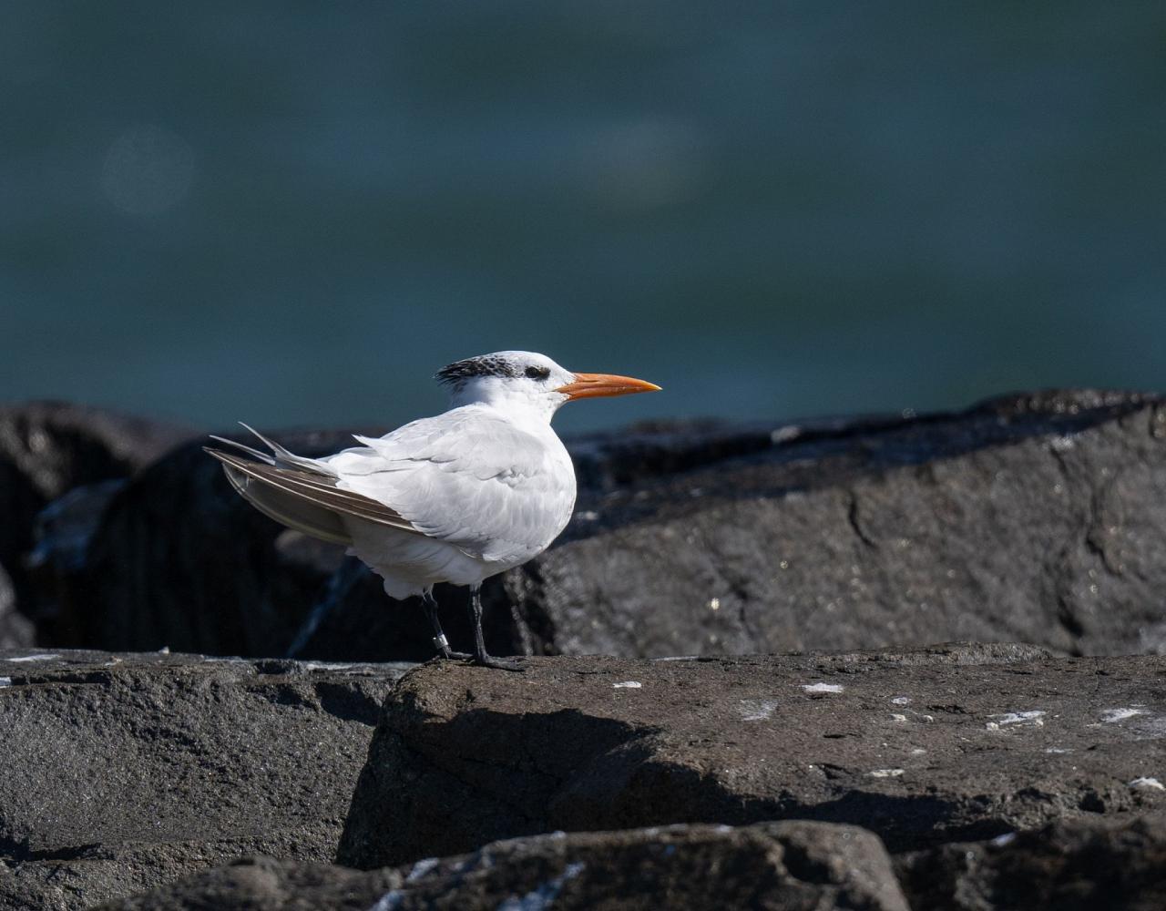 Birding New Jersey, Bird watching Cape May, Cape May New Jersey, Nature Tour, Naturalist Journeys, Wildlife Tour, Wildlife Photography, Ecotourism, Specialty Birds, Birding Hotspot, Endemic Birds