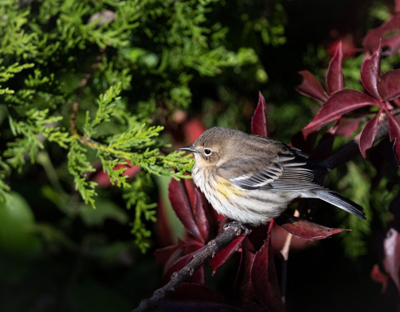 Birding New Jersey, Bird watching Cape May, Cape May New Jersey, Nature Tour, Naturalist Journeys, Wildlife Tour, Wildlife Photography, Ecotourism, Specialty Birds, Birding Hotspot, Endemic Birds