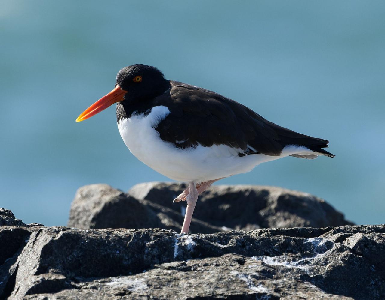 Birding New Jersey, Bird watching Cape May, Cape May New Jersey, Nature Tour, Naturalist Journeys, Wildlife Tour, Wildlife Photography, Ecotourism, Specialty Birds, Birding Hotspot, Endemic Birds