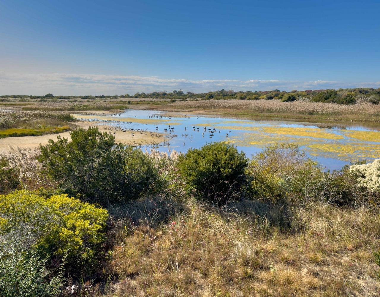 Birding New Jersey, Bird watching Cape May, Cape May New Jersey, Nature Tour, Naturalist Journeys, Wildlife Tour, Wildlife Photography, Ecotourism, Specialty Birds, Birding Hotspot, Endemic Birds