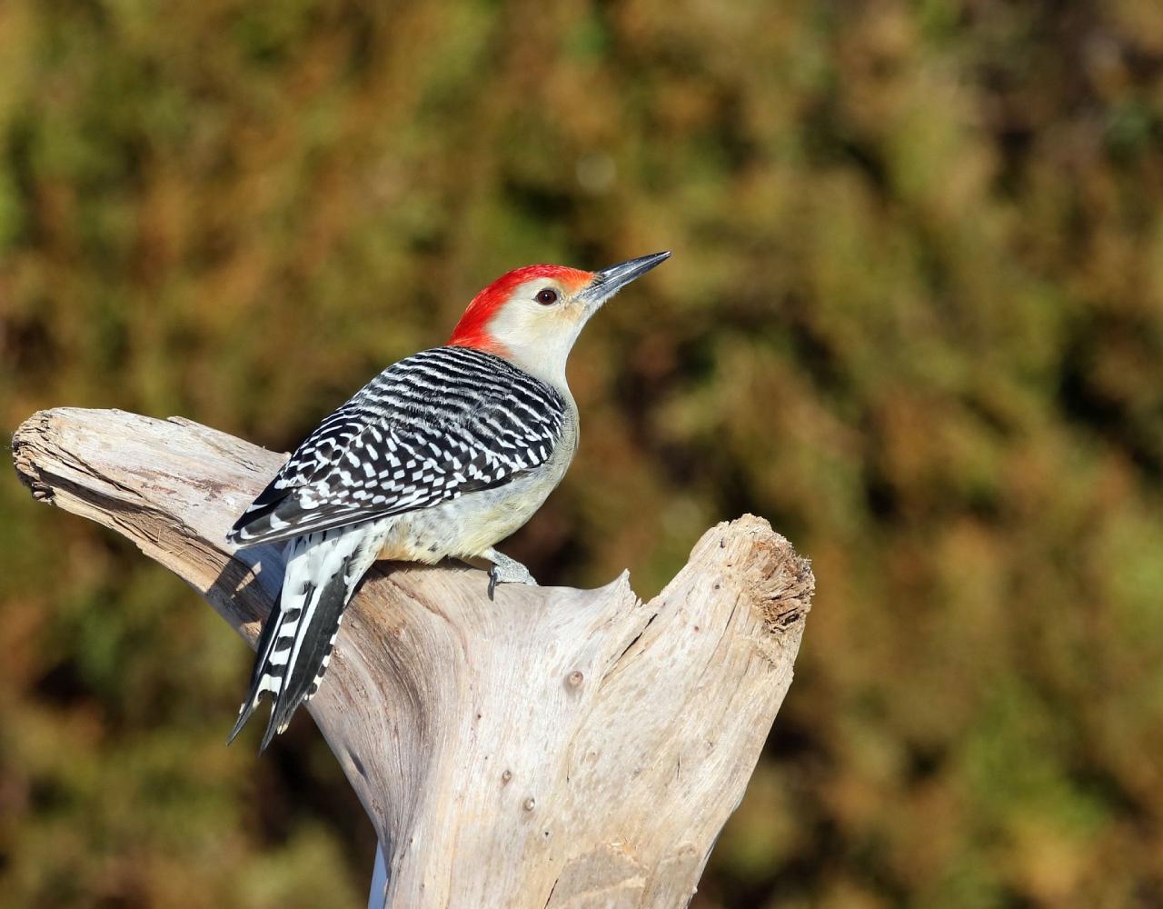 Birding New Jersey, Bird watching Cape May, Cape May New Jersey, Nature Tour, Naturalist Journeys, Wildlife Tour, Wildlife Photography, Ecotourism, Specialty Birds, Birding Hotspot, Endemic Birds