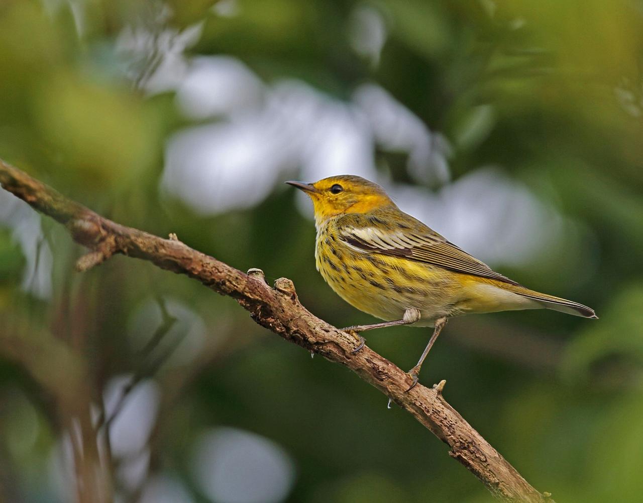 Birding New Jersey, Bird watching Cape May, Cape May New Jersey, Nature Tour, Naturalist Journeys, Wildlife Tour, Wildlife Photography, Ecotourism, Specialty Birds, Birding Hotspot, Endemic Birds