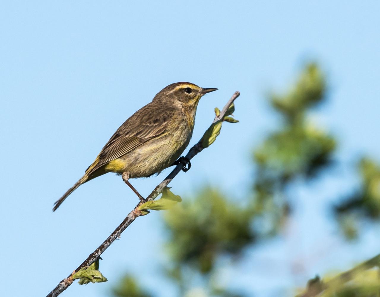 Birding New Jersey, Bird watching Cape May, Cape May New Jersey, Nature Tour, Naturalist Journeys, Wildlife Tour, Wildlife Photography, Ecotourism, Specialty Birds, Birding Hotspot, Endemic Birds