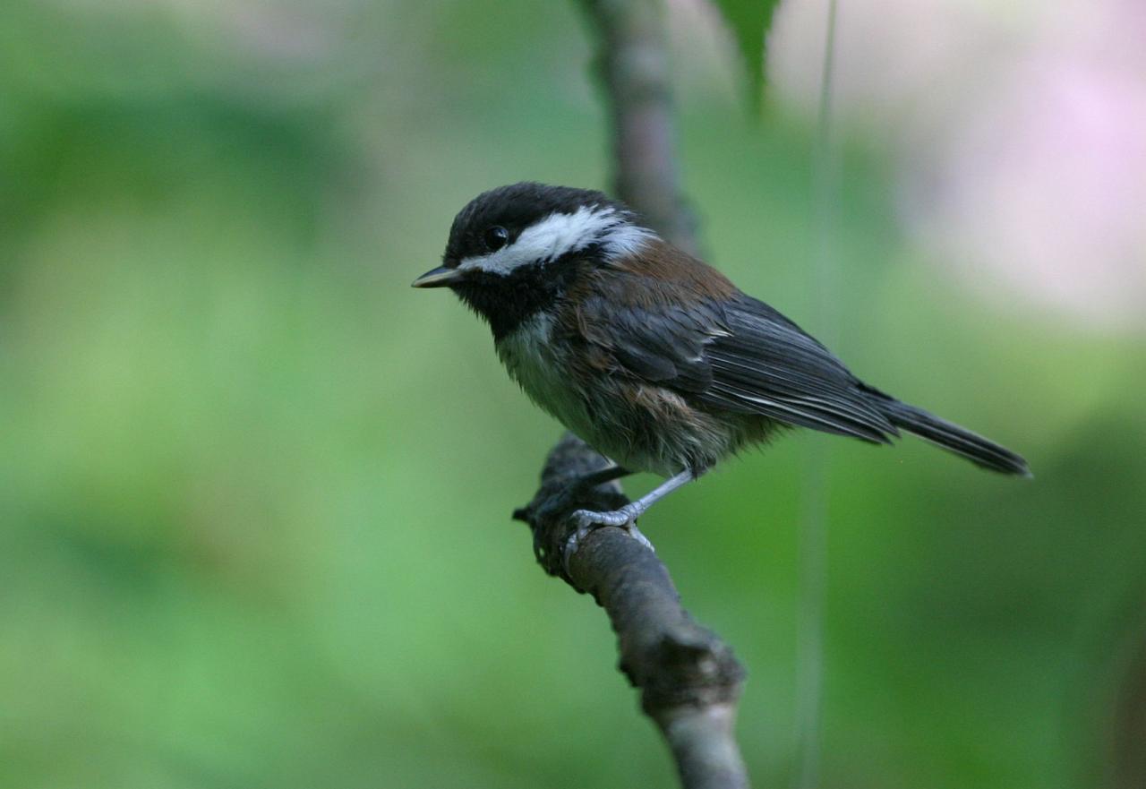 Chickadee, Pacific Northwest, Olympic Peninsula, Olympic National Park, Washington, Naturalist Journeys