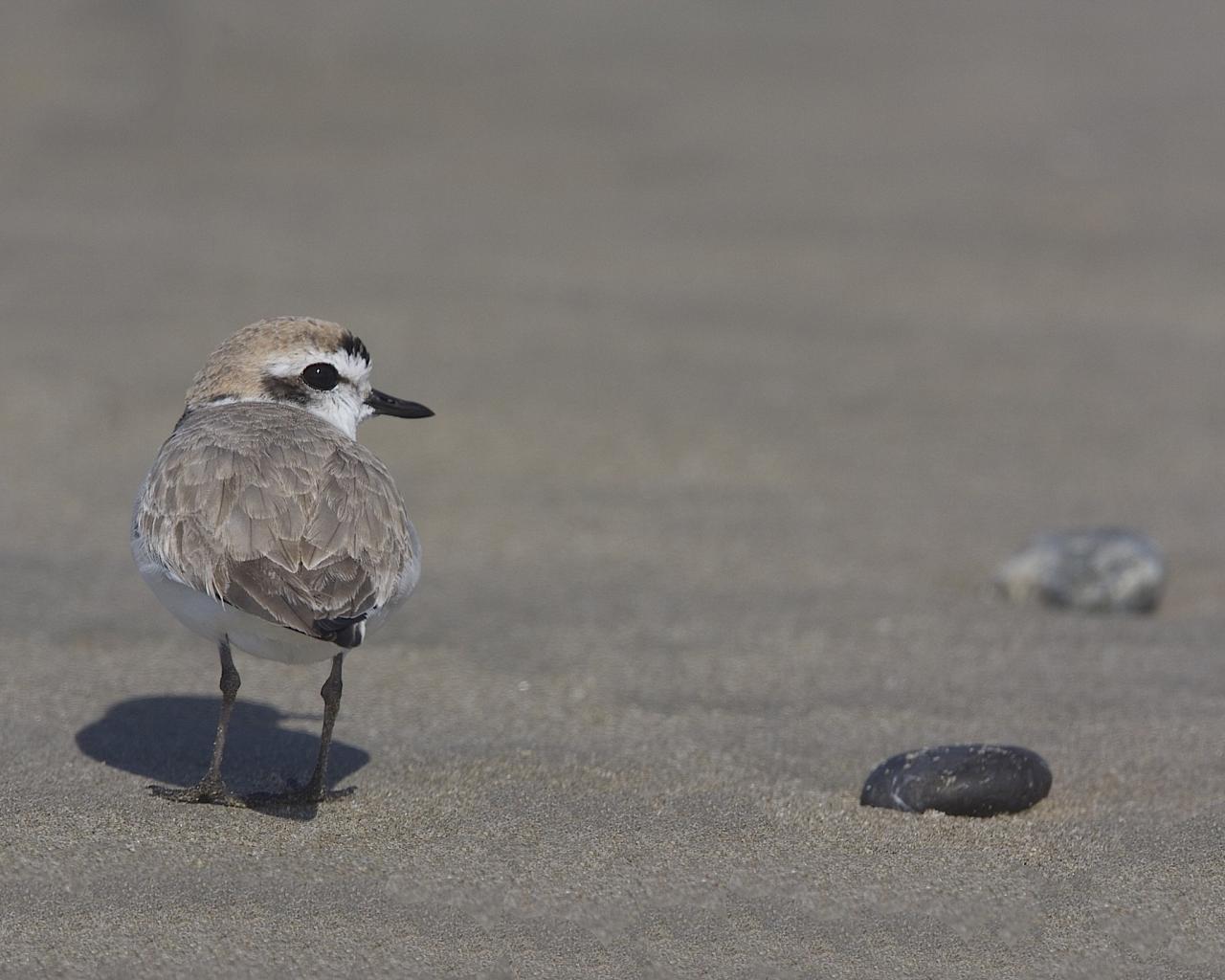 Snowy Plover, Pacific Northwest, Olympic Peninsula, Olympic National Park, Washington, Naturalist Journeys