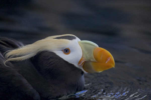 Tufted Puffin, Pacific Northwest, Olympic Peninsula, Olympic National Park, Washington, Naturalist Journeys