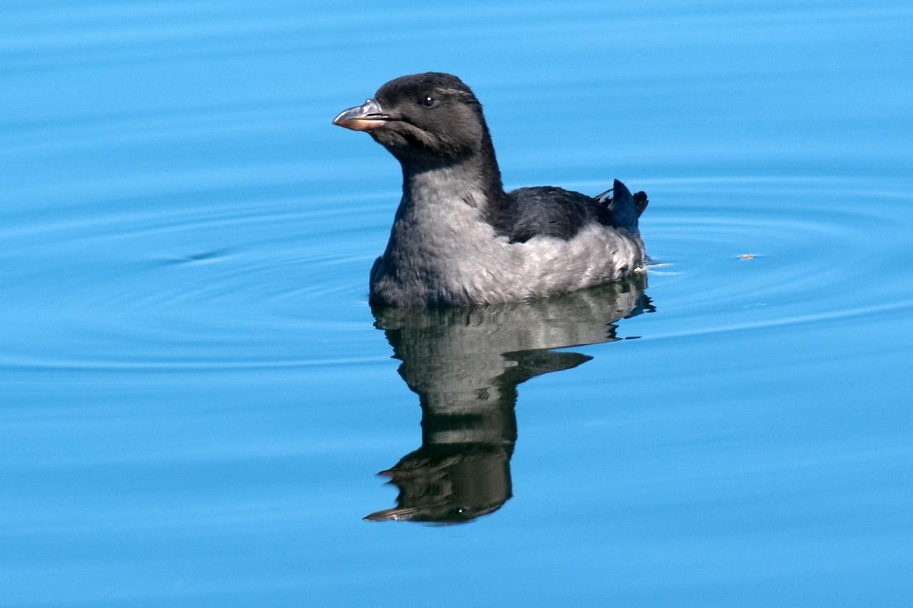 Rhinoceros Auklet Pacific Northwest, Olympic Peninsula, Olympic National Park, Washington, Naturalist Journeys