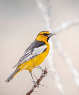 Birding Arizona, Bird Watching Arizona, Naturalist Journeys, Wildlife Tour, Wildlife Photography, Ecotourism, Specialty Birds, Endemic Birds, Birding Hotspot, Sky Islands, Saguaro National Park