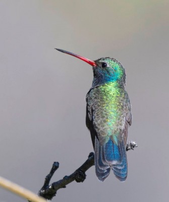 Broad-billed Hummingbird, Arizona Birding, Arizona Bird Watching, United States, North American Birds, Naturalist Journeys, Wildlife Tour, Wildlife Photography, Ecotourism, Specialty Birds, Endemic Birds, Birding Hotspot, Sonoran Desert, Tucson