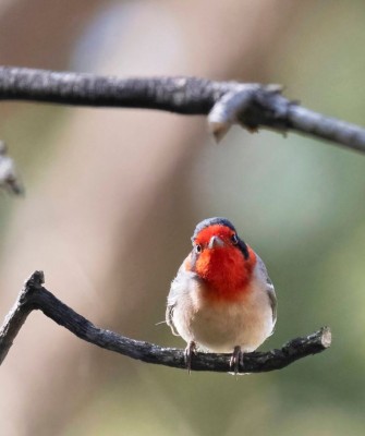 Birding Arizona, Bird Watching Arizona, Naturalist Journeys, Wildlife Tour, Wildlife Photography, Ecotourism, Specialty Birds, Endemic Birds, Birding Hotspot, Sky Islands, Saguaro National Park