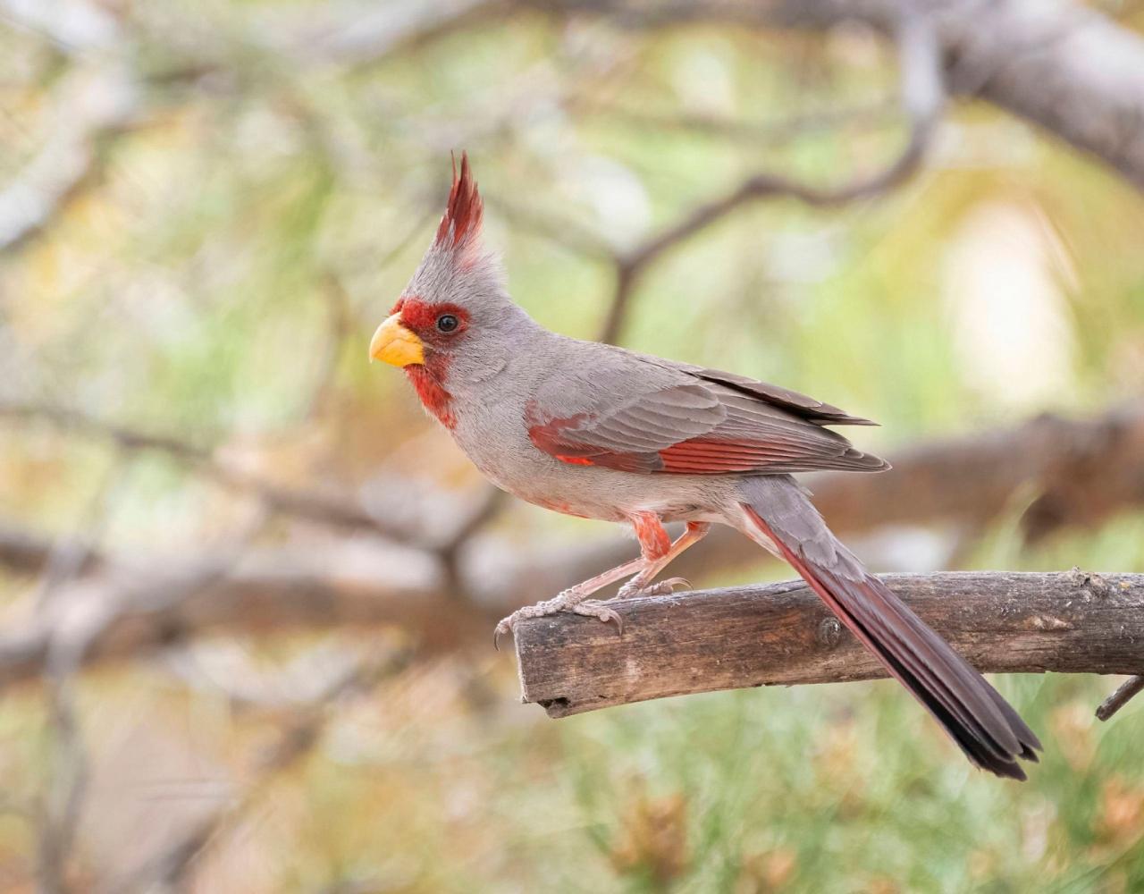 Birding Arizona, Bird Watching Arizona, Naturalist Journeys, Wildlife Tour, Wildlife Photography, Ecotourism, Specialty Birds, Endemic Birds, Birding Hotspot, Sky Islands, Saguaro National Park