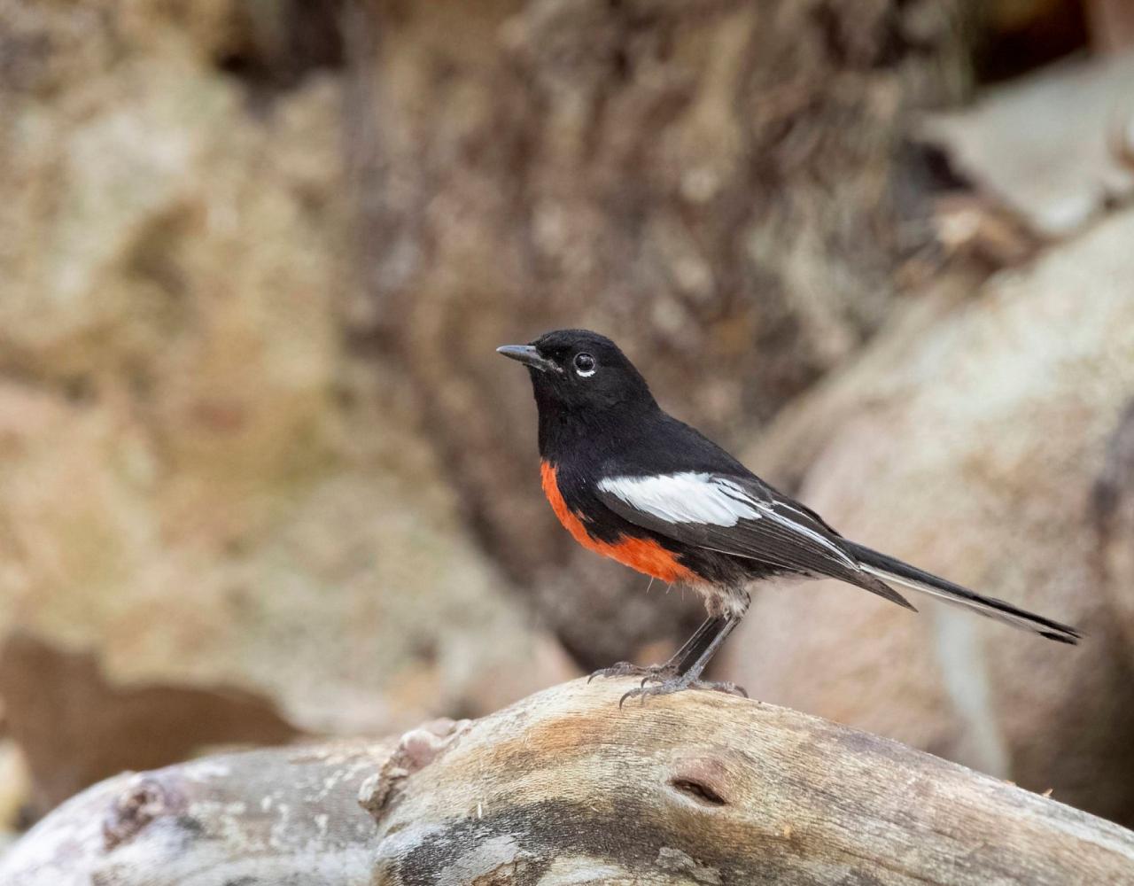 Birding Arizona, Bird Watching Arizona, Naturalist Journeys, Wildlife Tour, Wildlife Photography, Ecotourism, Specialty Birds, Endemic Birds, Birding Hotspot, Sky Islands, Saguaro National Park