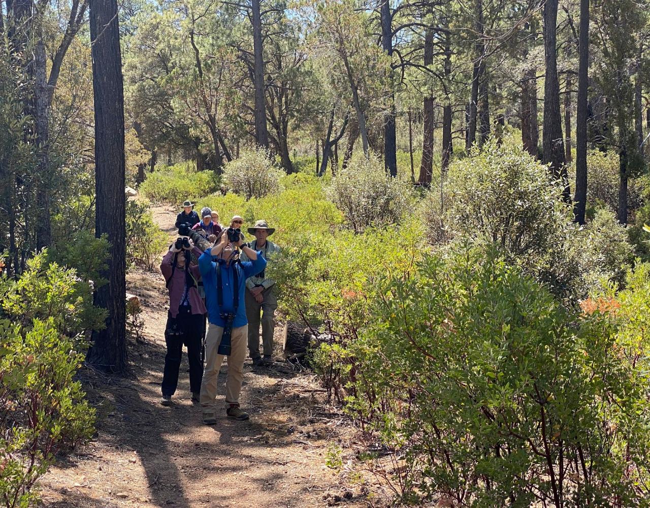 Birding Arizona, Bird Watching Arizona, Naturalist Journeys, Wildlife Tour, Wildlife Photography, Ecotourism, Specialty Birds, Endemic Birds, Birding Hotspot, Sky Islands, Saguaro National Park