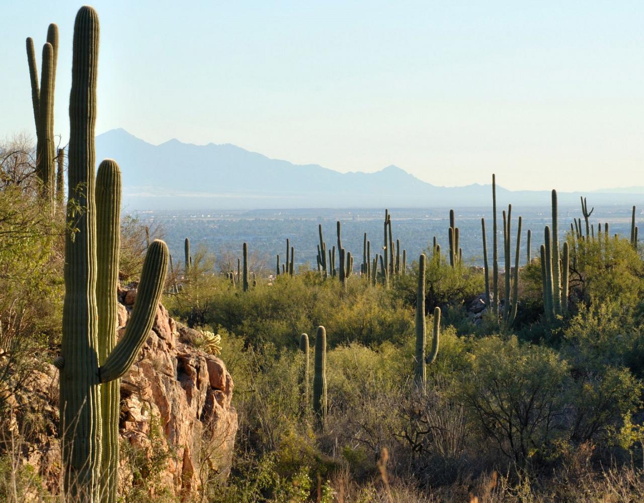 Birding Arizona, Bird Watching Arizona, Naturalist Journeys, Wildlife Tour, Wildlife Photography, Ecotourism, Specialty Birds, Endemic Birds, Birding Hotspot, Sky Islands, Saguaro National Park