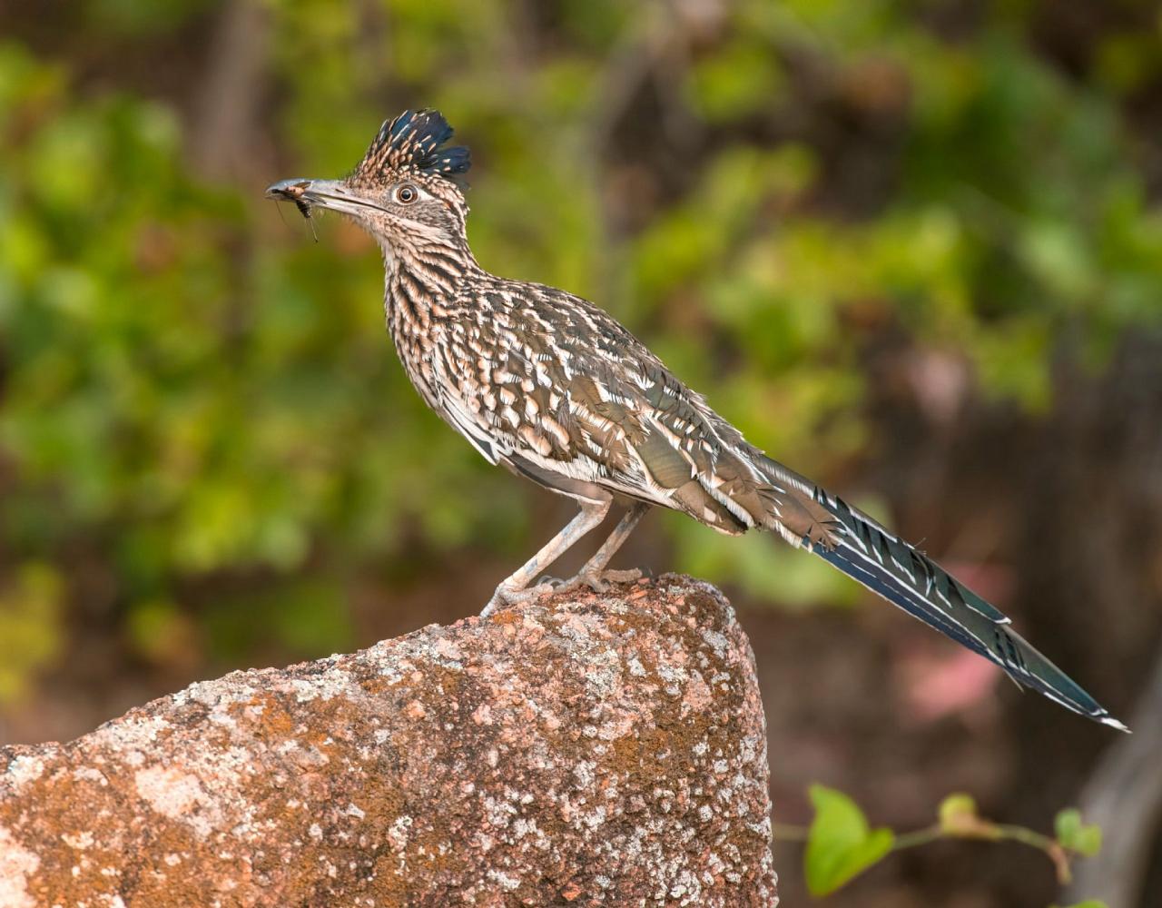 Birding Arizona, Bird Watching Arizona, Naturalist Journeys, Wildlife Tour, Wildlife Photography, Ecotourism, Specialty Birds, Endemic Birds, Birding Hotspot, Sky Islands, Saguaro National Park