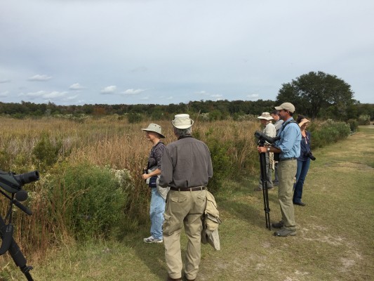 Birding Savannah NWR, South Carolina, Folly Beach, South Caroline Birding Tour, South Carolina Nature Tour, Naturalist Journeys