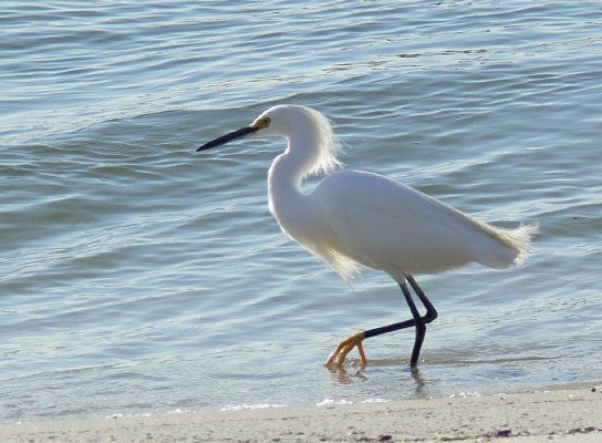 Egret, South Carolina, Folly Beach, South Caroline Birding Tour, South Carolina Nature Tour, Naturalist Journeys