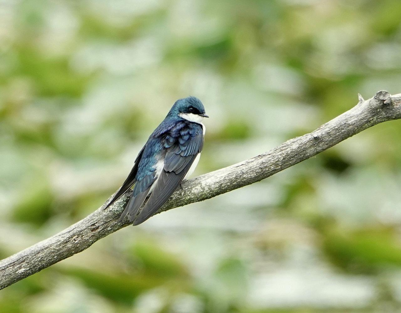 Birding Ohio, Ohio Biggest Week in Birding, Spring Migration, Bird watching Ohio, North America, Naturalist Journeys, Wildlife Tour, Wildlife Photography, Ecotourism, Specialty Birds, Birding Hotspot, Lake Erie