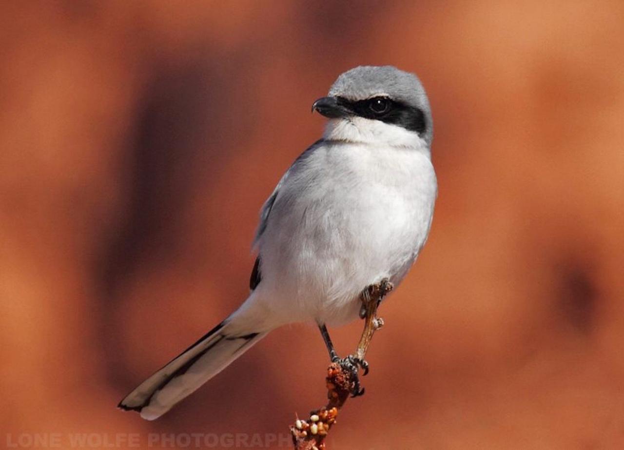 Loggerhead Shrike, National Parks, Southwest National Parks, Utah, Naturalist Journeys, Utah Birding Tour