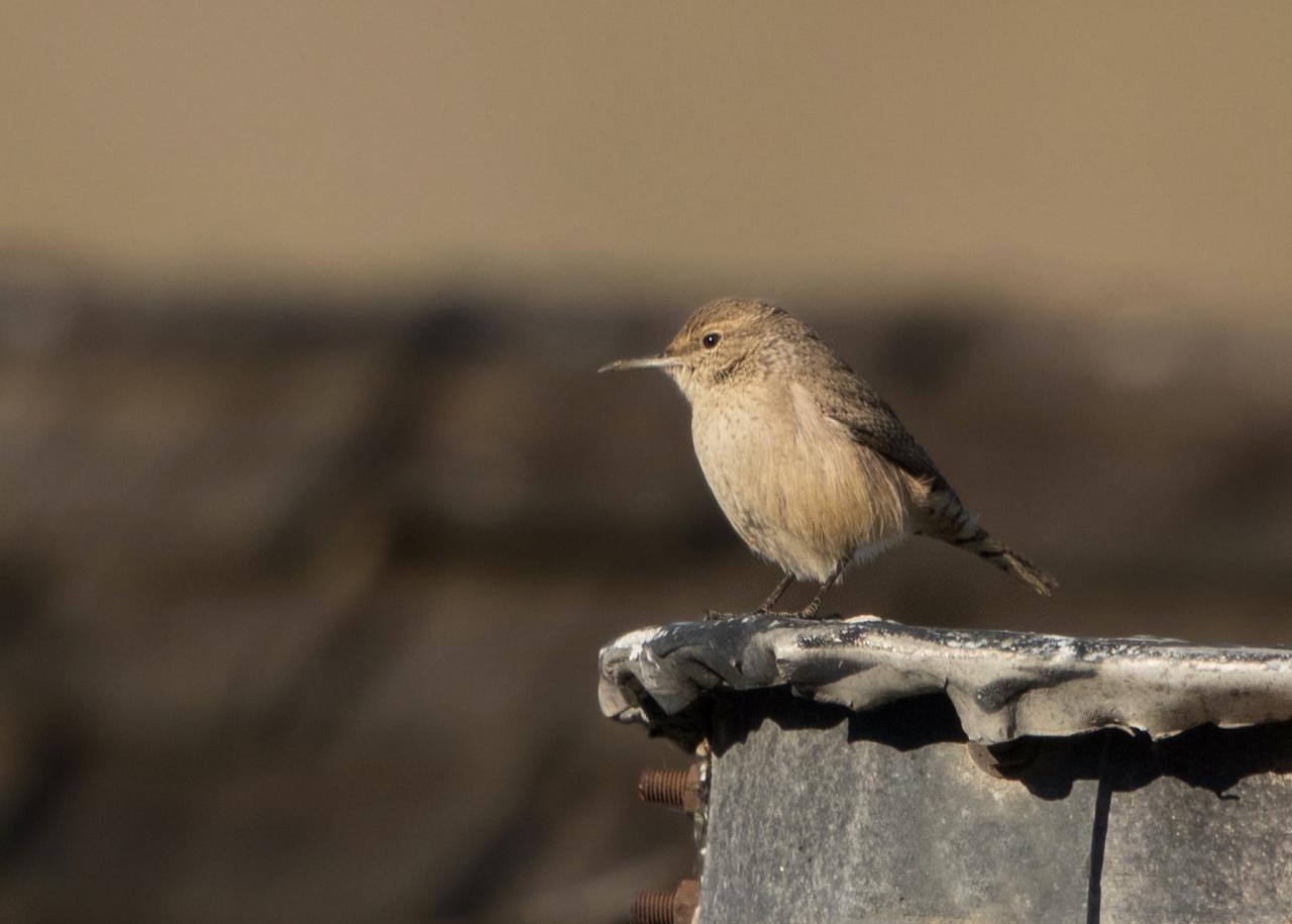 Rock Wren, National Parks, Southwest National Parks, Utah, Naturalist Journeys, Utah Birding Tour