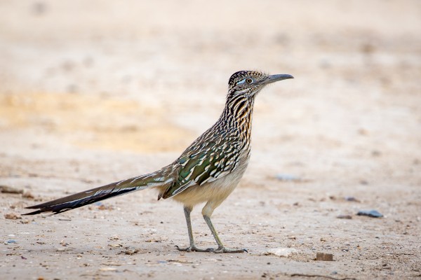 Greater Roadrunner, Utah, Southwest Birding Tour, Utah Birding Tour, Arizona Birding Tour, National Park Birding Tour, Naturalist Journeys