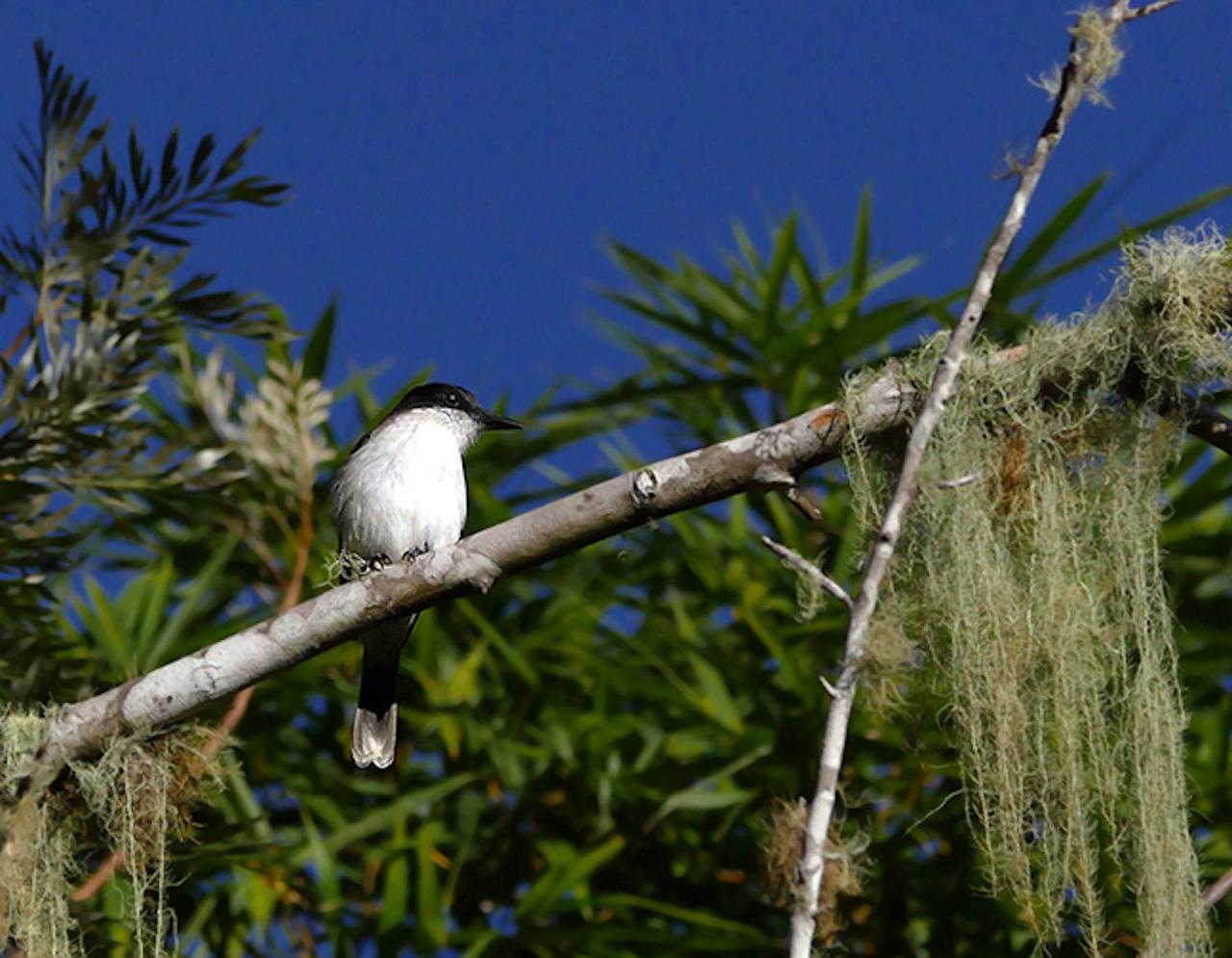 Birding Jamaica, Birding the Dominican Republic, Bird watching Caribbean, Nature Tour, Naturalist Journeys, Wildlife Tour, Wildlife Photography, Ecotourism, Specialty Birds, Birding Hotspot, Endemic Birds