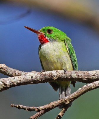 Birding Jamaica, Birding the Dominican Republic, Bird watching Caribbean, Nature Tour, Naturalist Journeys, Wildlife Tour, Wildlife Photography, Ecotourism, Specialty Birds, Birding Hotspot, Endemic Birds