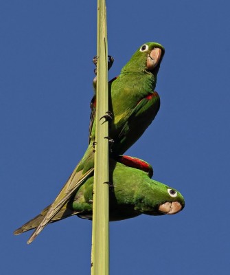 Birding Jamaica, Birding the Dominican Republic, Bird watching Caribbean, Nature Tour, Naturalist Journeys, Wildlife Tour, Wildlife Photography, Ecotourism, Specialty Birds, Birding Hotspot, Endemic Birds