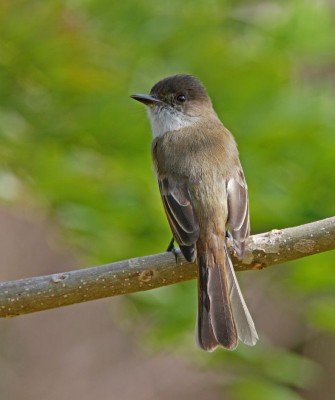 Birding Jamaica, Birding the Dominican Republic, Bird watching Caribbean, Nature Tour, Naturalist Journeys, Wildlife Tour, Wildlife Photography, Ecotourism, Specialty Birds, Birding Hotspot, Endemic Birds