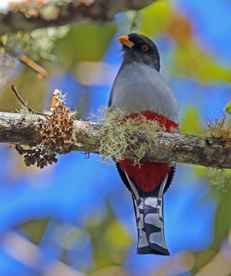 Birding Jamaica, Birding the Dominican Republic, Bird watching Caribbean, Nature Tour, Naturalist Journeys, Wildlife Tour, Wildlife Photography, Ecotourism, Specialty Birds, Birding Hotspot, Endemic Birds