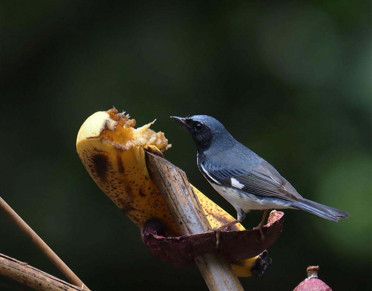 Birding Jamaica, Birding the Dominican Republic, Bird watching Caribbean, Nature Tour, Naturalist Journeys, Wildlife Tour, Wildlife Photography, Ecotourism, Specialty Birds, Birding Hotspot, Endemic Birds