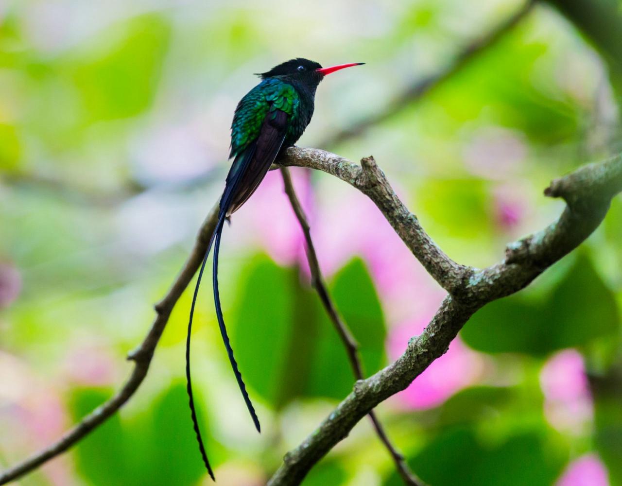 Birding Jamaica, Birding the Dominican Republic, Bird watching Caribbean, Nature Tour, Naturalist Journeys, Wildlife Tour, Wildlife Photography, Ecotourism, Specialty Birds, Birding Hotspot, Endemic Birds