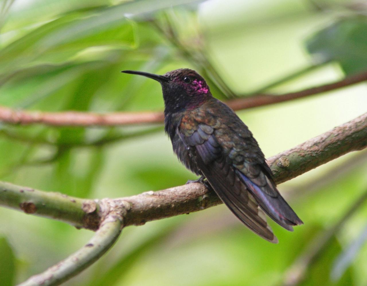 Birding Jamaica, Birding the Dominican Republic, Bird watching Caribbean, Nature Tour, Naturalist Journeys, Wildlife Tour, Wildlife Photography, Ecotourism, Specialty Birds, Birding Hotspot, Endemic Birds