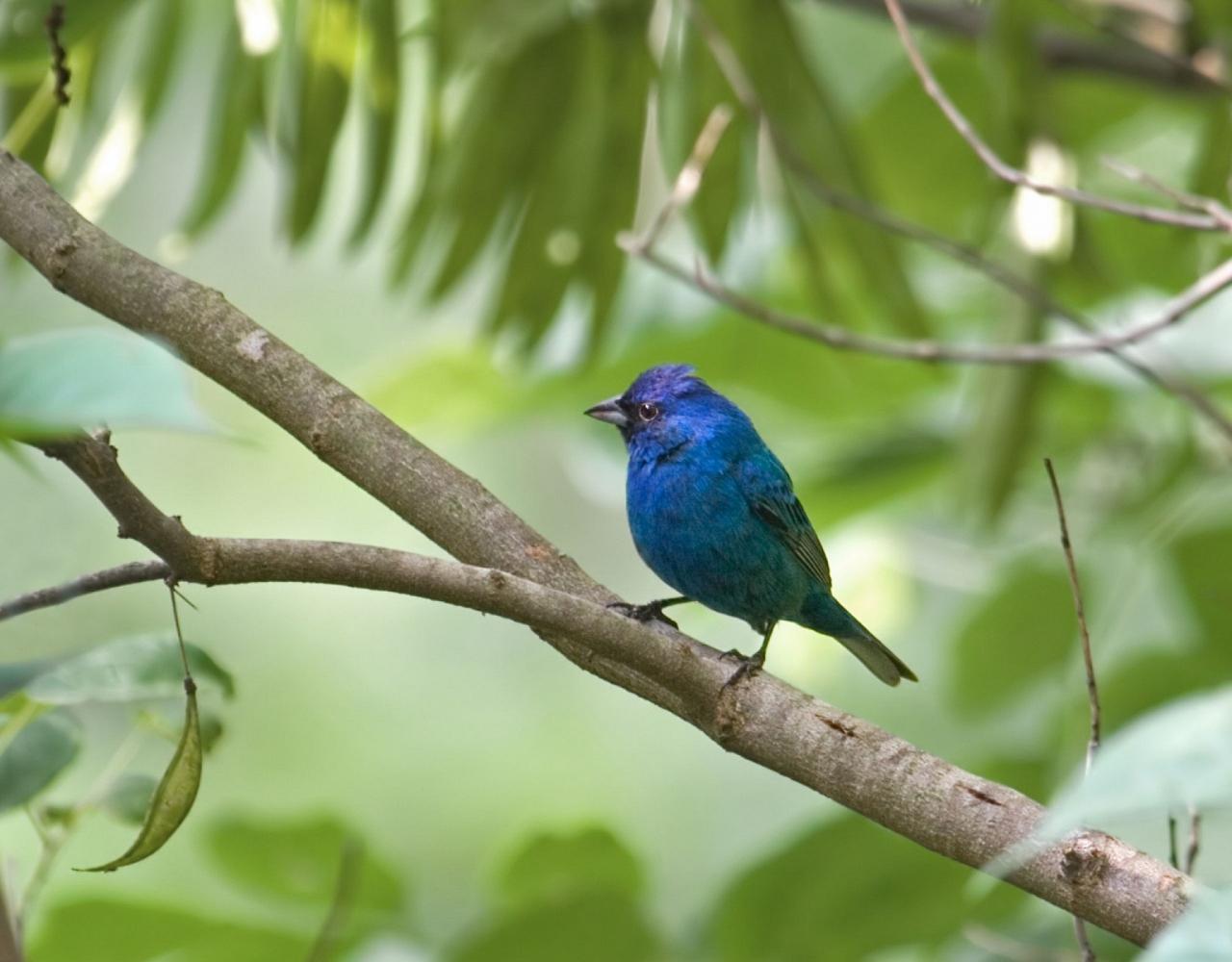 Birding Jamaica, Birding the Dominican Republic, Bird watching Caribbean, Nature Tour, Naturalist Journeys, Wildlife Tour, Wildlife Photography, Ecotourism, Specialty Birds, Birding Hotspot, Endemic Birds