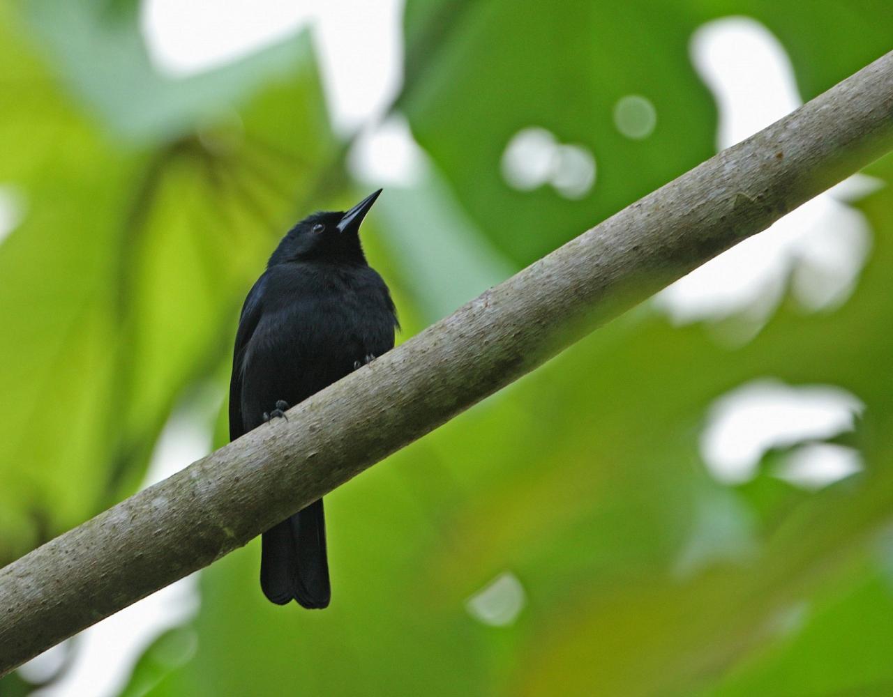 Birding Jamaica, Birding the Dominican Republic, Bird watching Caribbean, Nature Tour, Naturalist Journeys, Wildlife Tour, Wildlife Photography, Ecotourism, Specialty Birds, Birding Hotspot, Endemic Birds