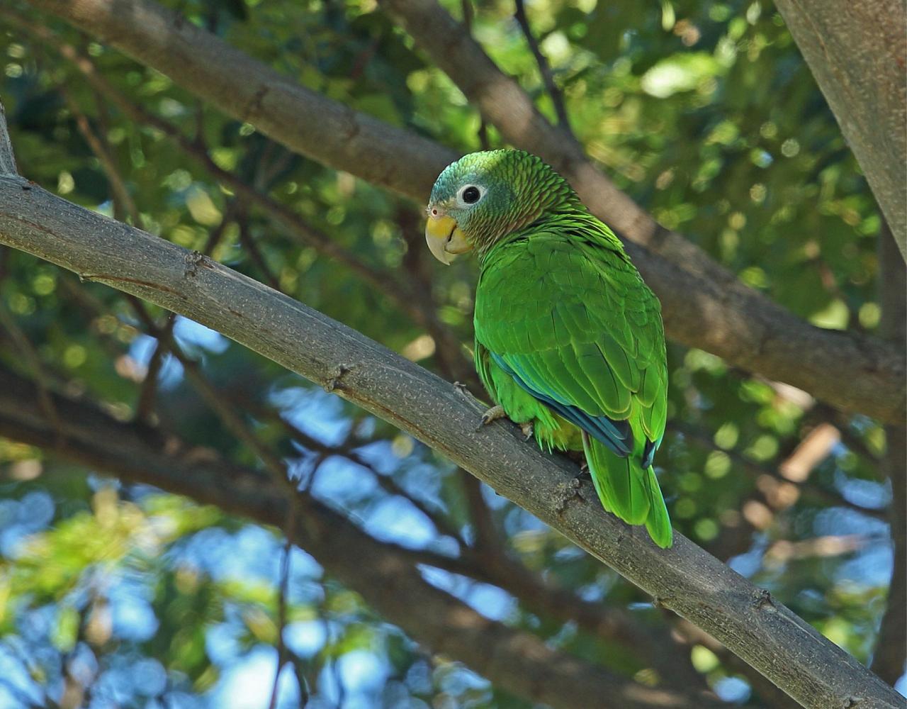 Birding Jamaica, Birding the Dominican Republic, Bird watching Caribbean, Nature Tour, Naturalist Journeys, Wildlife Tour, Wildlife Photography, Ecotourism, Specialty Birds, Birding Hotspot, Endemic Birds