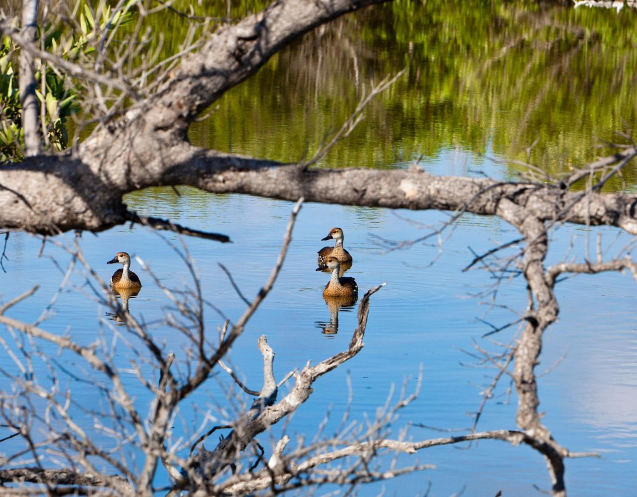 Birding Jamaica, Birding the Dominican Republic, Bird watching Caribbean, Nature Tour, Naturalist Journeys, Wildlife Tour, Wildlife Photography, Ecotourism, Specialty Birds, Birding Hotspot, Endemic Birds