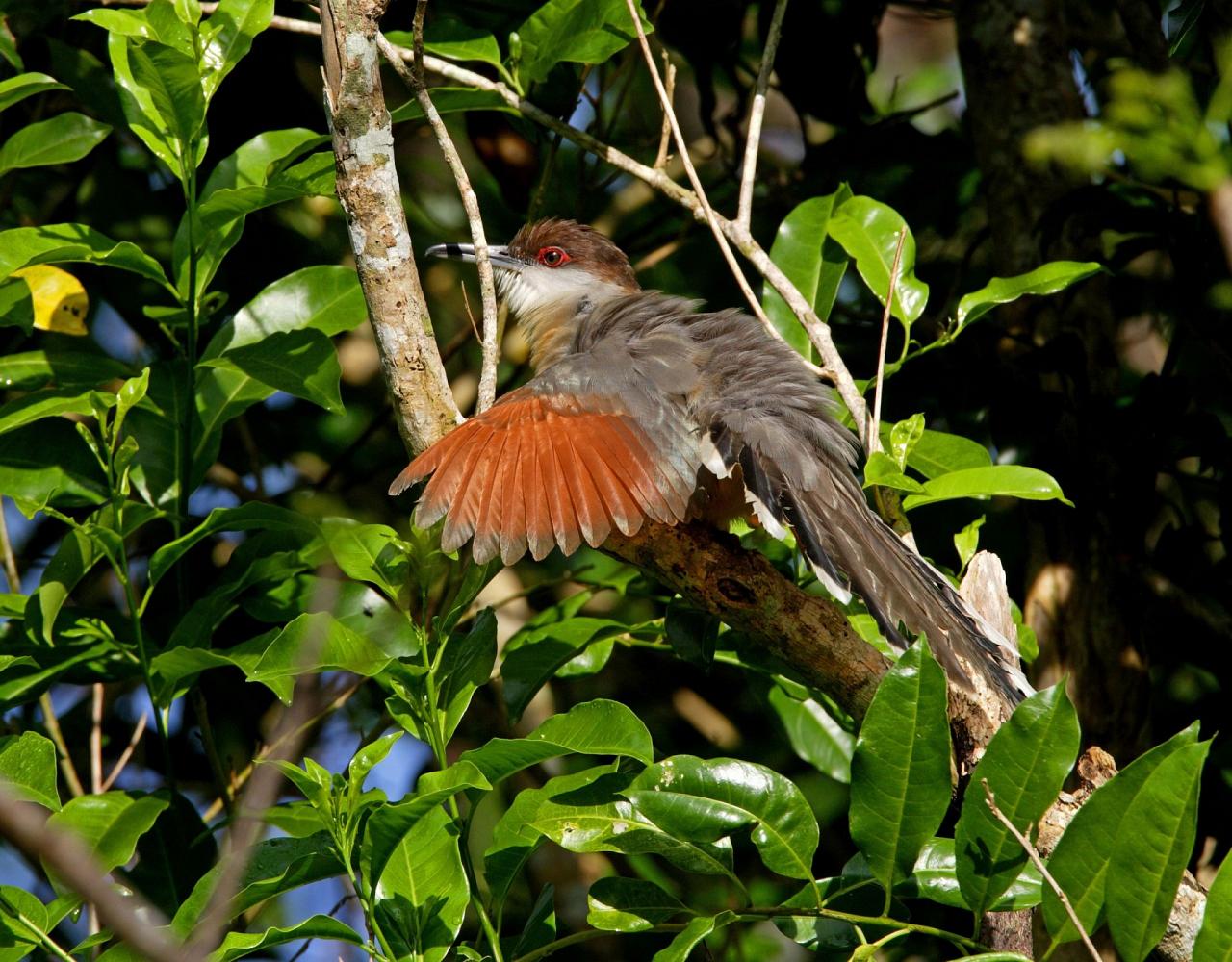 Birding Jamaica, Birding the Dominican Republic, Bird watching Caribbean, Nature Tour, Naturalist Journeys, Wildlife Tour, Wildlife Photography, Ecotourism, Specialty Birds, Birding Hotspot, Endemic Birds