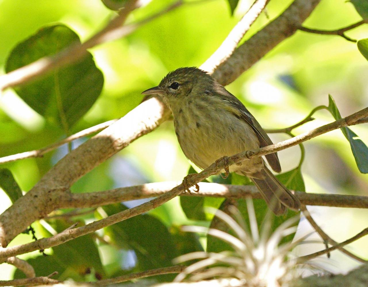 Birding Jamaica, Birding the Dominican Republic, Bird watching Caribbean, Nature Tour, Naturalist Journeys, Wildlife Tour, Wildlife Photography, Ecotourism, Specialty Birds, Birding Hotspot, Endemic Birds