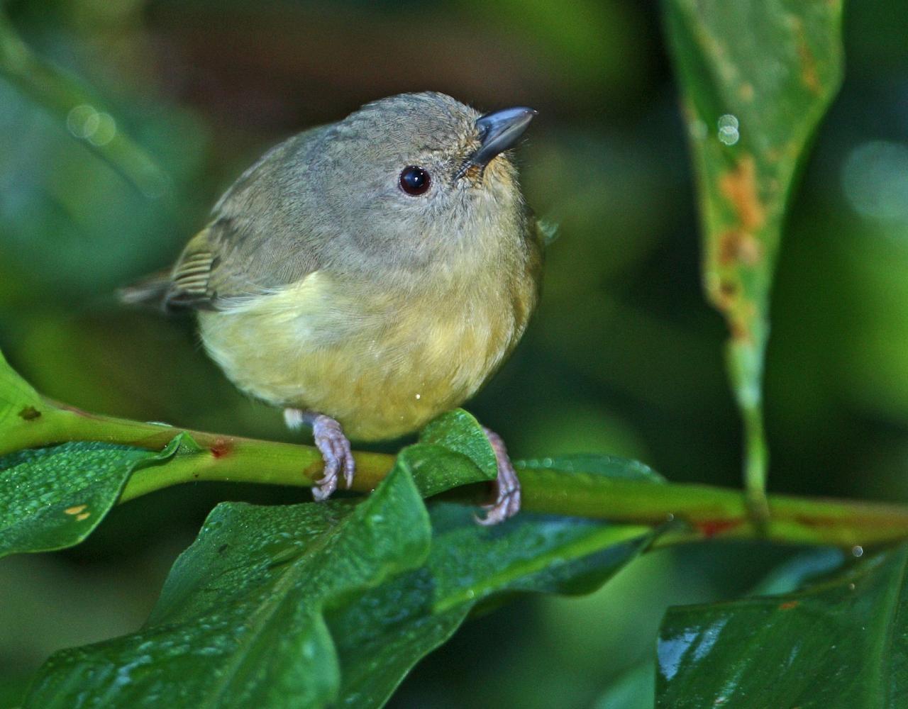 Birding Jamaica, Birding the Dominican Republic, Bird watching Caribbean, Nature Tour, Naturalist Journeys, Wildlife Tour, Wildlife Photography, Ecotourism, Specialty Birds, Birding Hotspot, Endemic Birds