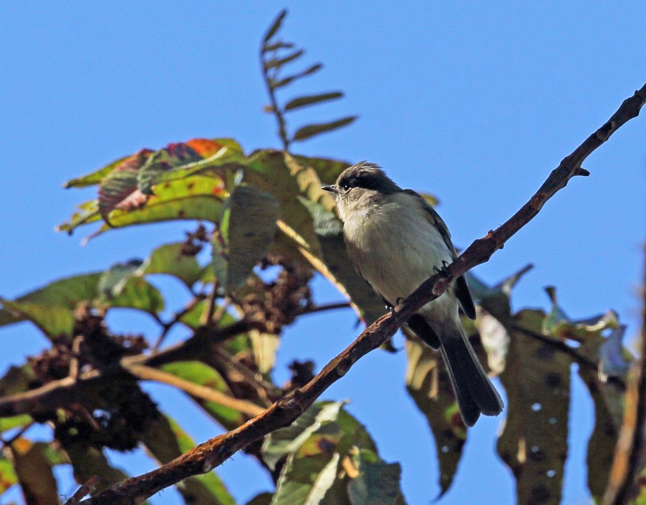 Birding Jamaica, Birding the Dominican Republic, Bird watching Caribbean, Nature Tour, Naturalist Journeys, Wildlife Tour, Wildlife Photography, Ecotourism, Specialty Birds, Birding Hotspot, Endemic Birds