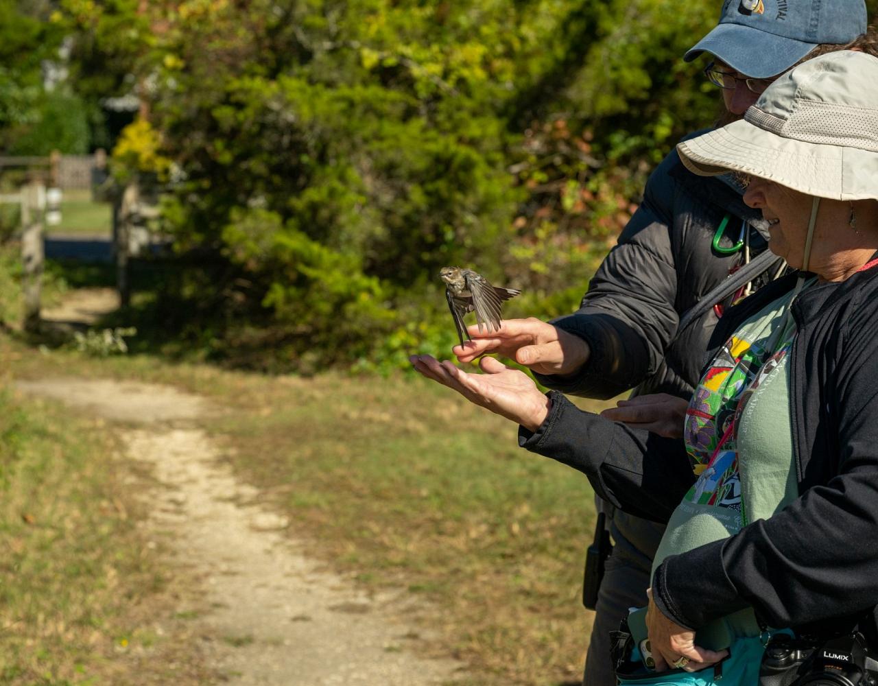 Birding New Jersey, Bird watching Cape May, Cape May New Jersey, Nature Tour, Naturalist Journeys, Wildlife Tour, Wildlife Photography, Ecotourism, Specialty Birds, Birding Hotspot, Endemic Birds