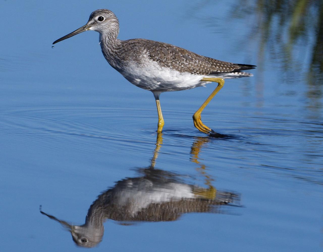 Birding New Jersey, Bird watching Cape May, Cape May New Jersey, Nature Tour, Naturalist Journeys, Wildlife Tour, Wildlife Photography, Ecotourism, Specialty Birds, Birding Hotspot, Endemic Birds