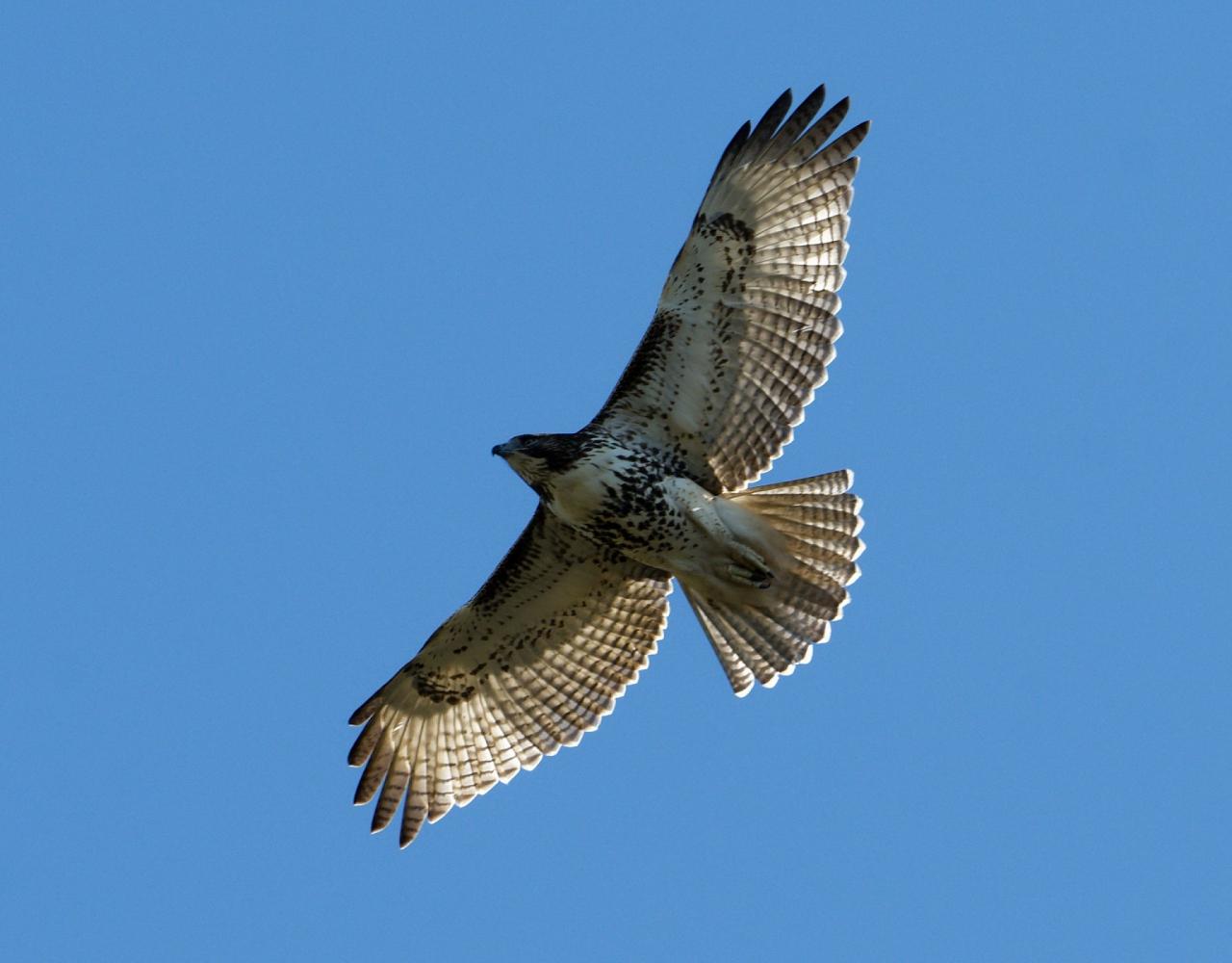 Birding New Jersey, Bird watching Cape May, Cape May New Jersey, Nature Tour, Naturalist Journeys, Wildlife Tour, Wildlife Photography, Ecotourism, Specialty Birds, Birding Hotspot, Endemic Birds