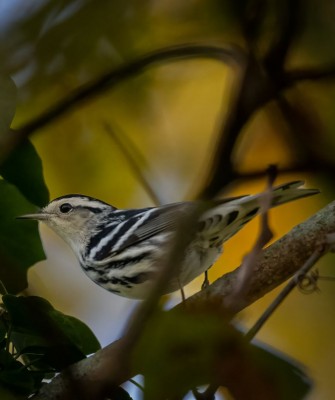 Birding New Jersey, Bird watching Cape May, Cape May New Jersey, Nature Tour, Naturalist Journeys, Wildlife Tour, Wildlife Photography, Ecotourism, Specialty Birds, Birding Hotspot, Endemic Birds