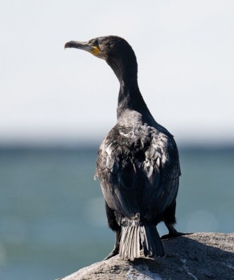 Birding New Jersey, Bird watching Cape May, Cape May New Jersey, Nature Tour, Naturalist Journeys, Wildlife Tour, Wildlife Photography, Ecotourism, Specialty Birds, Birding Hotspot, Endemic Birds