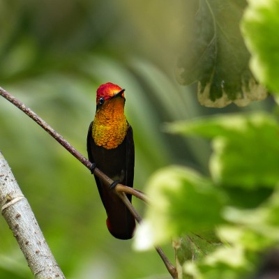 Ruby Topaz, Trinidad, Tobago, Trinidad Birding Tour, Hummingbird Tour, Asa Wright Nature Centre, Naturalist Journeys