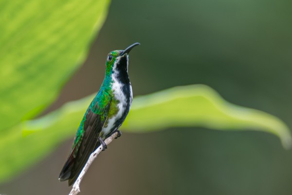 Black-throated Mango, Trinidad, Tobago, Trinidad Birding Tour, Hummingbird Tour, Asa Wright Nature Centre, Naturalist Journeys