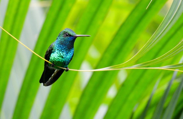 Blue-chinned Sapphire, Trinidad, Tobago, Trinidad Birding Tour, Hummingbird Tour, Asa Wright Nature Centre, Naturalist Journeys